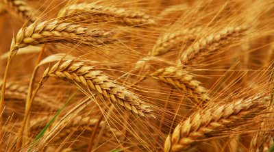 تونس تطرح مناقصة لشراء 100 ألف طن من القمح اللين