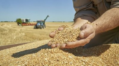 La Tunisie achètera 100 000 tonnes de blé tendre