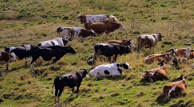 تونس : تراجع قطيع الأبقار بنسبة 30% خلال الخمس سنوات الأخيرة بسبب الجفاف 