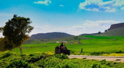 الكاف: إزهار الحقول بعد سنوات من الجفاف وعودة ظهور العديد من النباتات المهدّدة بالانقراض