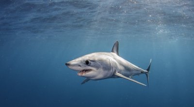 مصر : تحذيرات صارمة بعد ظهور قرش في أحد شواطيء الغردقة 