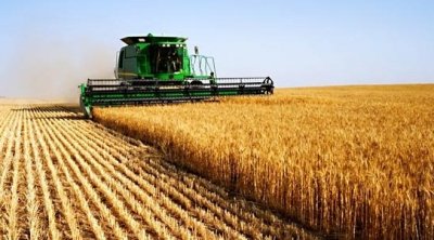 الكاف : تضرّر 100 ألف هكتار من زراعات الحبوب بسبب الحرارة