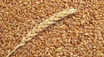 تونس تطرح مناقصة لشراء نحو 25 ألف طن من القمح 