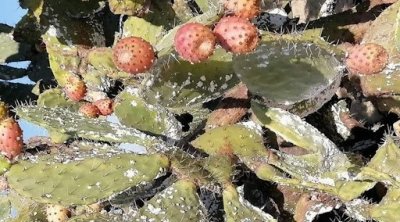 تونس : وزارة الفلاحة تخصص 11 مليار لمقاومة الحشرة القرمزية