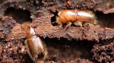 مدير عام الغابات : قطع الأشجار و حرقها الحل الوحيد للقضاء على حشرة ''سكوليت''