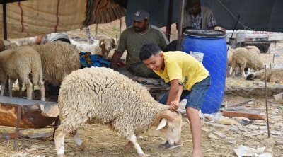 غرفة القصابين : معدل سعر خروف العيد في حدود 1500 دينار 