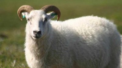 منظمة إرشاد المستهلك : أسعار لحم الضأن خيالية 