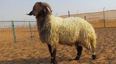 مسؤول بإتحاد الفلاحة : إرتفاع أسعار الخرفان بسبب نقص الإنتاج 