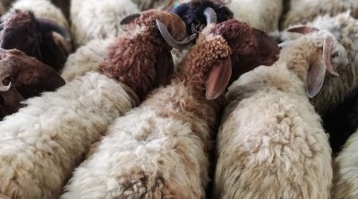 إتحاد الفلاحة يدعو إلى عدم توريد أضاحي العيد 