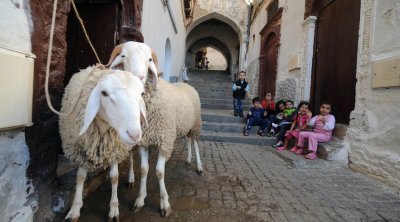 Tunisie : Les prix des moutons oscillent entre 800 dinars et 1300 dinars