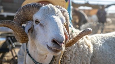 موعد عيد الأضحى 2024 في تونس فلكيًا