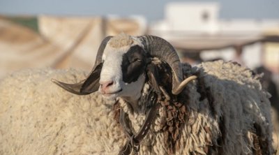 Manouba: Prochainement un point de vente des moutons du sacrifice au Kilo à Essaida
