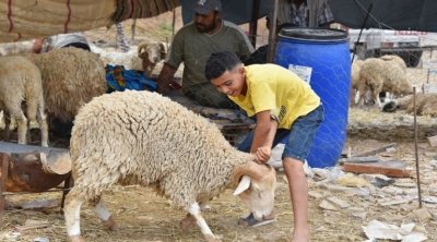 تعلّق الأطفال بأضاحي العيد : أخصائيون نفسيون يحذّرون