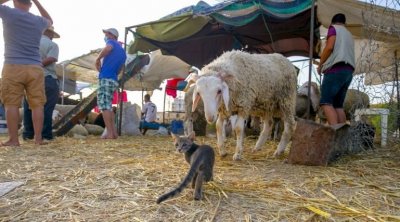 جمعية قرى الأطفال ''أس أو أس'' تدعو للتبرع بمناسبة عيد الأضحى