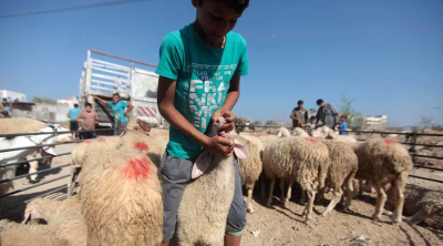 الاحتلال يحرم أهالي غزة من العيد بمنع إدخال الأضاحي