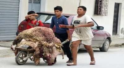 البلديات تطلق حملات لتجميع جلود الأضاحي 