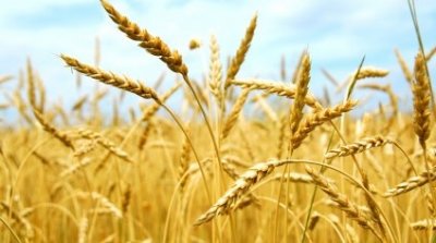 تونس تعرض إبرام اتفاق ثنائي مع روسيا لشراء الحبوب