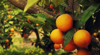 نابل : تضرر مساحات شاسعة من غابات القوارص بسبب نقص مياه الري 