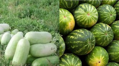 هيئة سلامة المنتجات الغذائية تقاضي مروجي المغالطات حول عدد من المنتجات