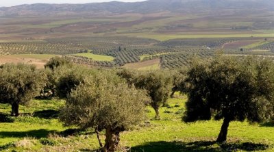 دعوة إلى الحد من ري الزياتين من 15 جويلية الى 15 أوت لتفادي ذبابة الزيتون