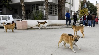 نائب في البرلمان : الكلاب السائبة خطر يهدد صحة التونسيين