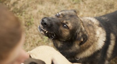 خطير : تونس تسجّل 9 حالات وفاة بداء الكلب