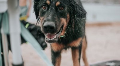 وضع خطير وغير مسبوق : تحذير من انتشار داء الكلب في تونس