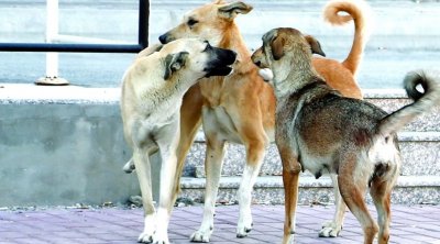 جمعية : لا عودة مدرسية آمنة دون القضاء على خطر الكلاب السائبة