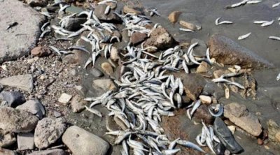 مدنين : نفوق يرقات و أسماك بشاطئ قلالة