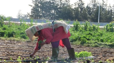 5 ملايين دينار لحماية العاملات الفلاحيات في تونس 