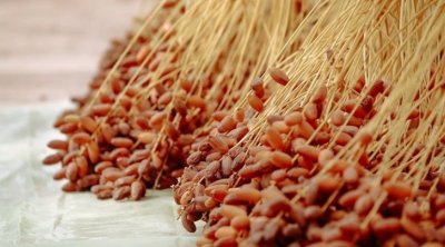 تونس:  تركيز 6 نقاط بيع من المنتج للمستهلك استعدادا لرمضان