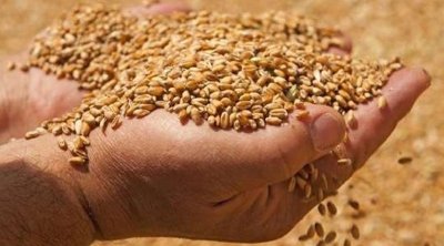 تونس تطرح مناقصة لشراء 100 ألف طن من القمح