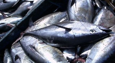 Tunisie : La saison de pêche du thon rouge est fixée en Tunisie entre 26 mai et 1er juillet 2025