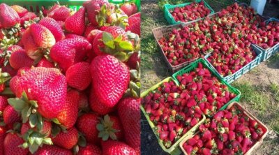 Nabeul : La production des fraises estimée à 14 mille tonnes