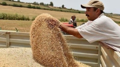 تونس : محصول الحبوب يغطي أكثر من 60% من الحاجيات الوطنية هذا الموسم