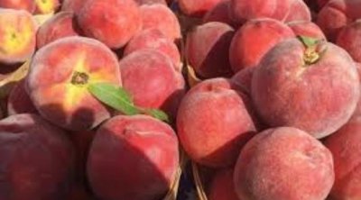 Tunisie : Légère hausse attendue pour la récolte des fruits à noyaux en 2025 malgré une réduction des superficies cultivées
