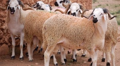 وزارة التجارة تدعو لاقتناء الأضاحي من الفضاءات المنظمة وتجنب الوسطاء