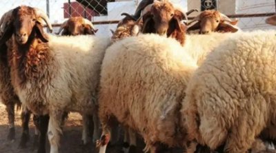 Manouba : Un point de vente au kilo de moutons de sacrifice ouvrira ses portes à Essaiida 