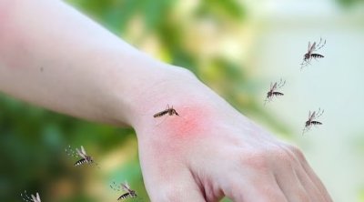 Alerte aux moustiques et aux maladies virales :le ministère appelle à la vigilance