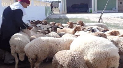 Aïd al-Adha : Une offre excédentaire en moutons, des prix encadrés pour maîtriser le marché
