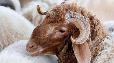 نصائح طبية لأختيار أضحية العيد السليمة