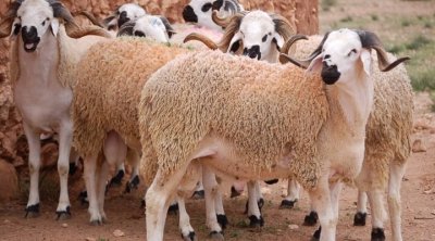 تونس: أضاحي العيد تصل إلى 3 آلاف دينار!