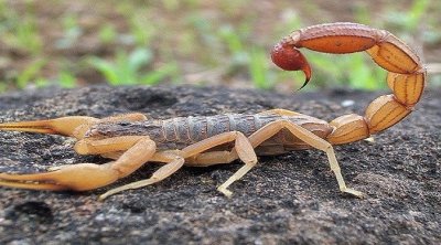 Tunisie : Le ministère de la Santé lance une campagne contre les piqûres de scorpion et morsures de serpent