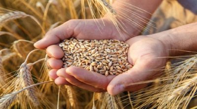 صابة الحبوب في تونس: تغطية 60% من الحاجيات الوطنية 