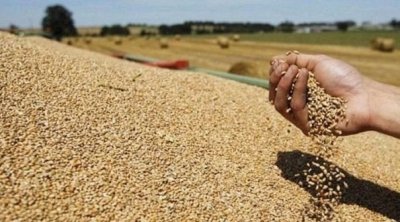 أعوان ديوان الحبوب يلوّحون بإضراب يومي 23 و24 جويلية