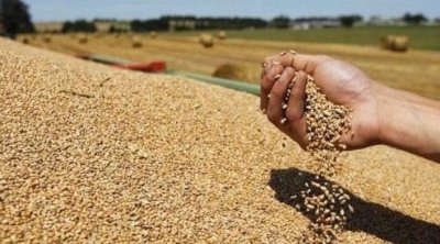 Béja : La région assure 24% de la production nationale de céréales