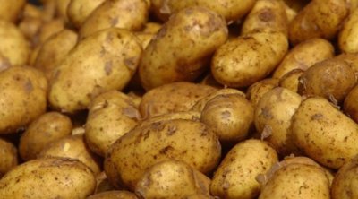 Tunisie : fixation de nouveaux prix plafonds pour la pomme de terre