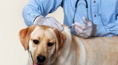 Lutte contre la rage : Propriétaires des chiens et des chats, vous êtes concernés par cette campagne