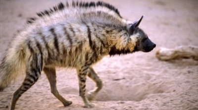 نابل : إيقاف 9 أفراد بحوزتهم ضبع مخطط لإستعماله في الشعوذة (صور)