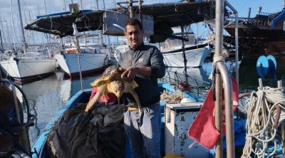 المنستير : إنقاذ سلحفاة بحرية عالقة بشباك الصيد (صور)